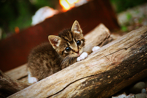 _爵士攻防两端振奋人心，战绩持续上涨_，爵士rnb