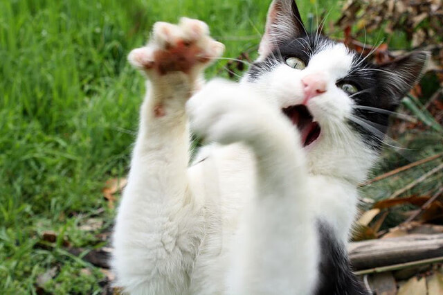 Kaiyun(中国)开云-“雪域疾驰：冰雪赛段的King赛场”，冰雪赛事视频