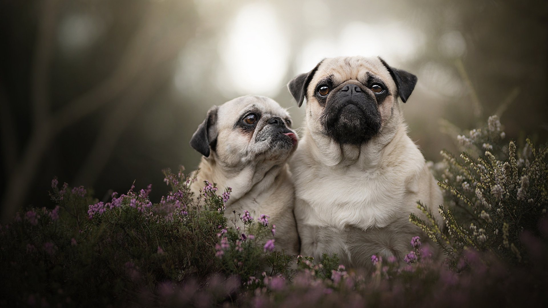 墨西哥队前锋马丁内斯在巴黎奥运会上表现出色,墨西哥产的马丁