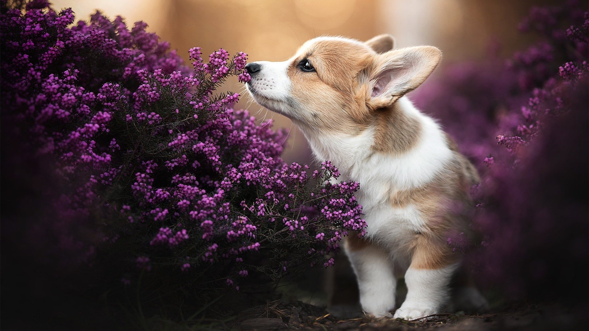 托马索·切孔在男子100米仰泳中夺金,wwe托马索切帕